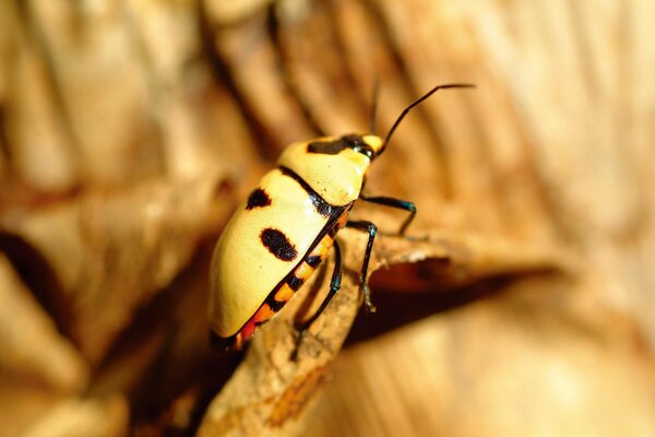 Yellow beetle with spots in nature