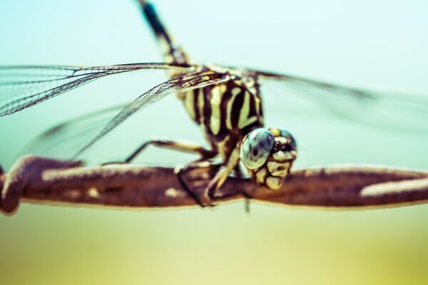 Libellula verde su filo spinato