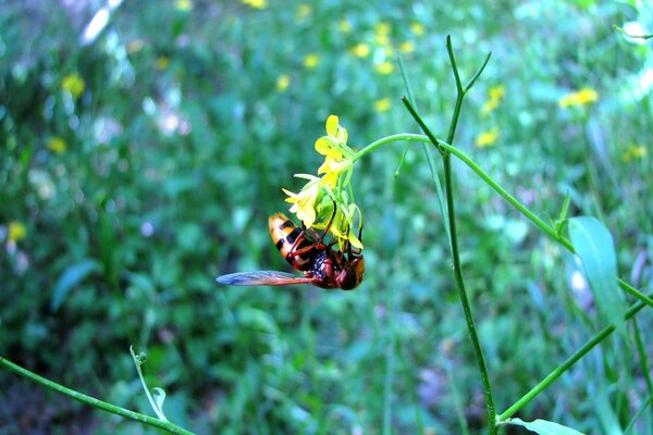 Abeille assise sur une fleur jaune