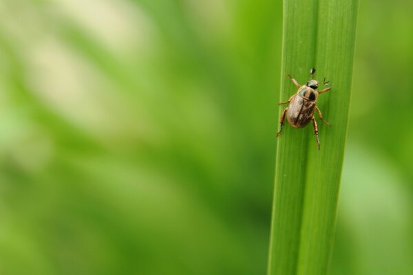 Brown beetle. Insects in nature