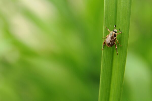 Escarabajo marrón. Insectos en la naturaleza