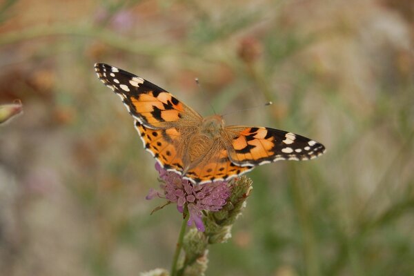 Ein orangefarbener Schmetterling sitzt auf einer rosa Blume