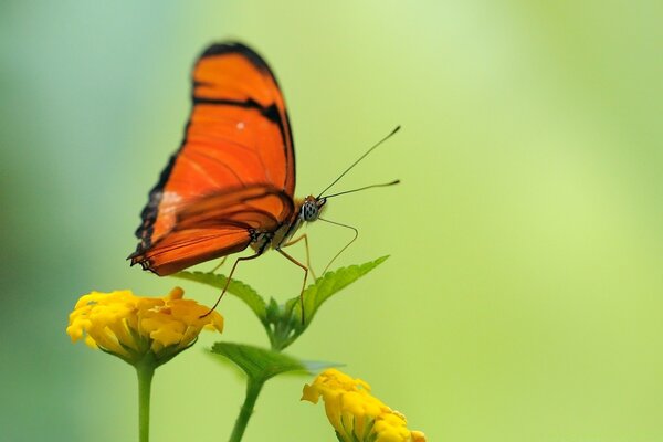 Mariposa naranja en una flor amarilla