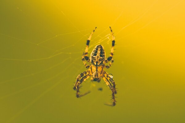 A spider weaving a web on a monochrome background