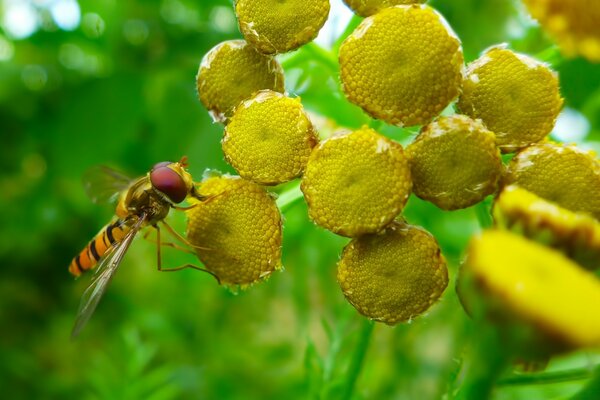 Insecte sur l herbe en été