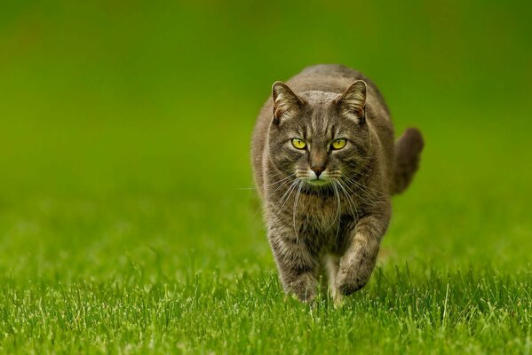 Géopard domestique. Un chat courageux, audacieux et belliqueux