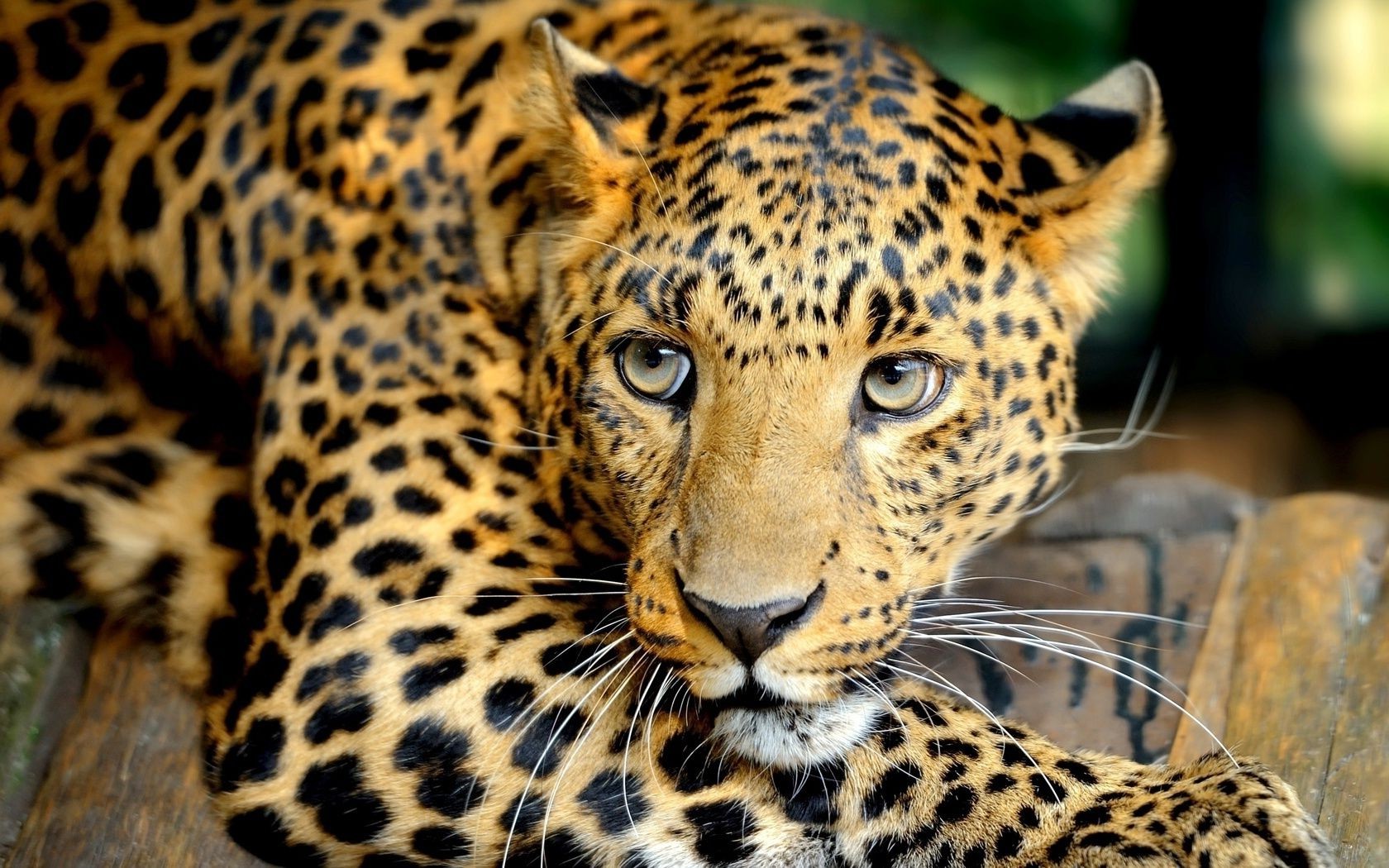 leoparden katze tierwelt leopard zoo säugetier raubtier tier safari pelz dschungel jäger