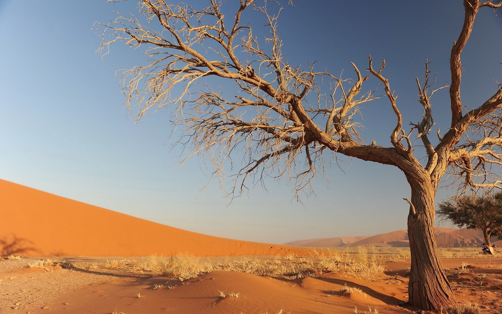 paesaggio albero paesaggio secco natura alba sterile all aperto cielo deserto tramonto da solo viaggi arid siccità sole bel tempo sabbia sera dune