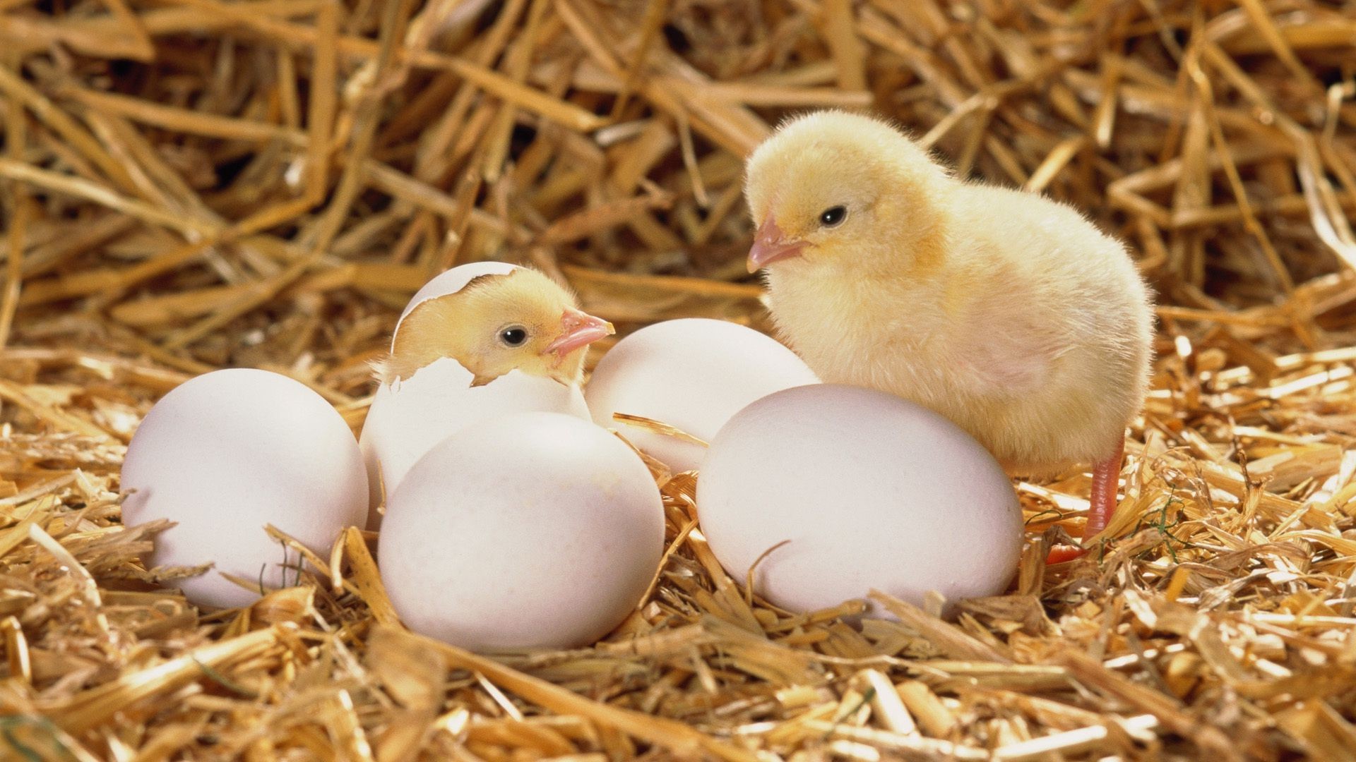 tiere ostern nest ei dame vogel heu vögel huhn huhn stroh luke schale bauernhof geburt wenig natur essen neugeborenes baby