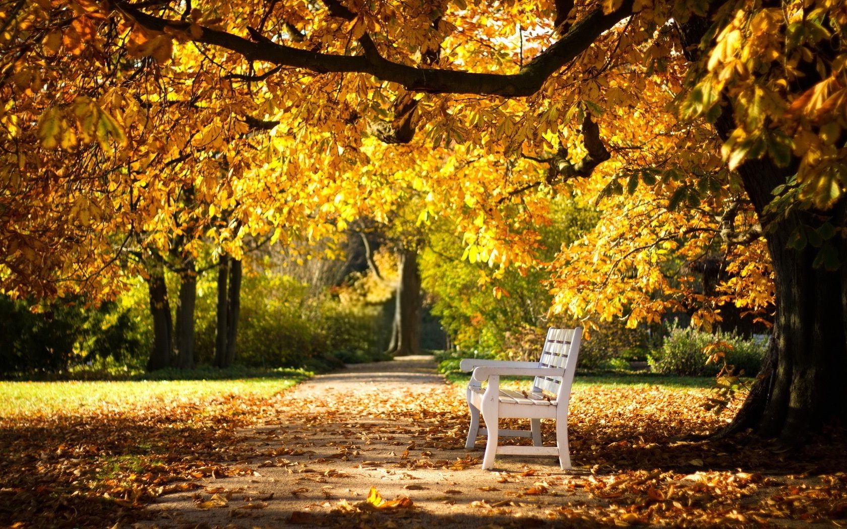 otoño otoño hoja árbol parque banco naturaleza temporada madera paisaje callejón guía al aire libre arce camino paisaje escénico avenida rama camino escena