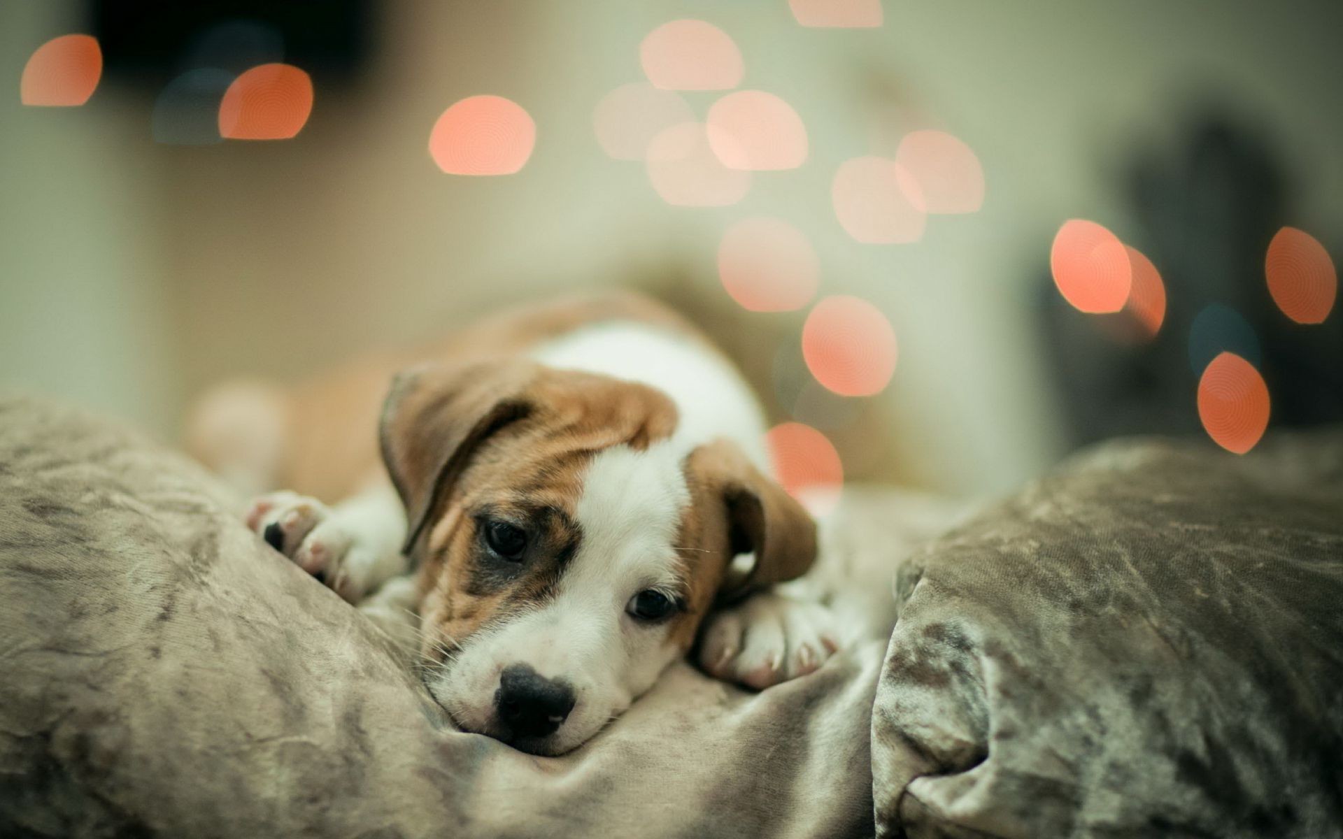 cane cane mammifero animale domestico canino carino animale cucciolo ritratto interno domestico piccolo