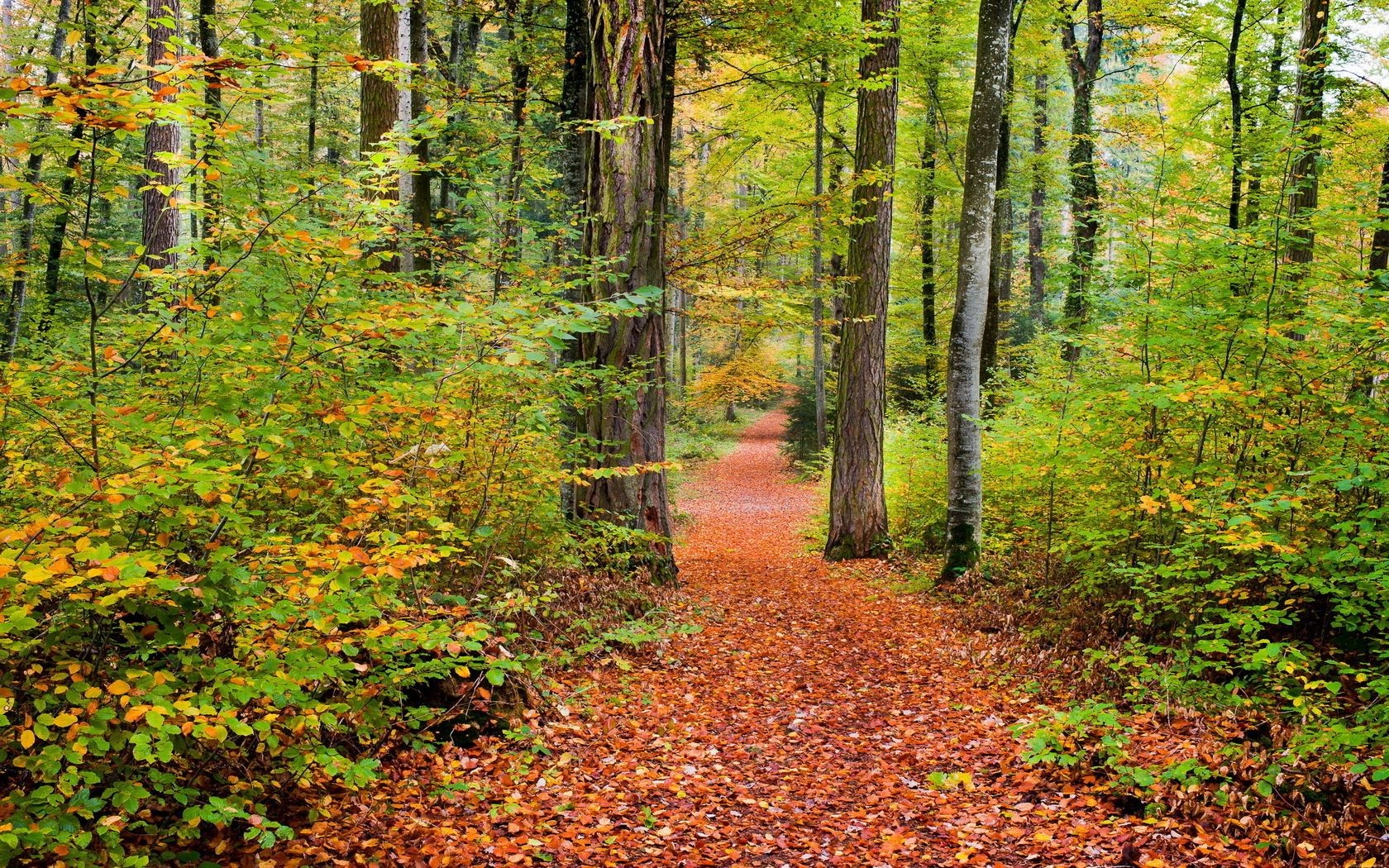 otoño otoño hoja madera naturaleza árbol paisaje parque temporada sendero arce guía escénico paisaje haya medio ambiente buen tiempo exuberante oro al aire libre escena