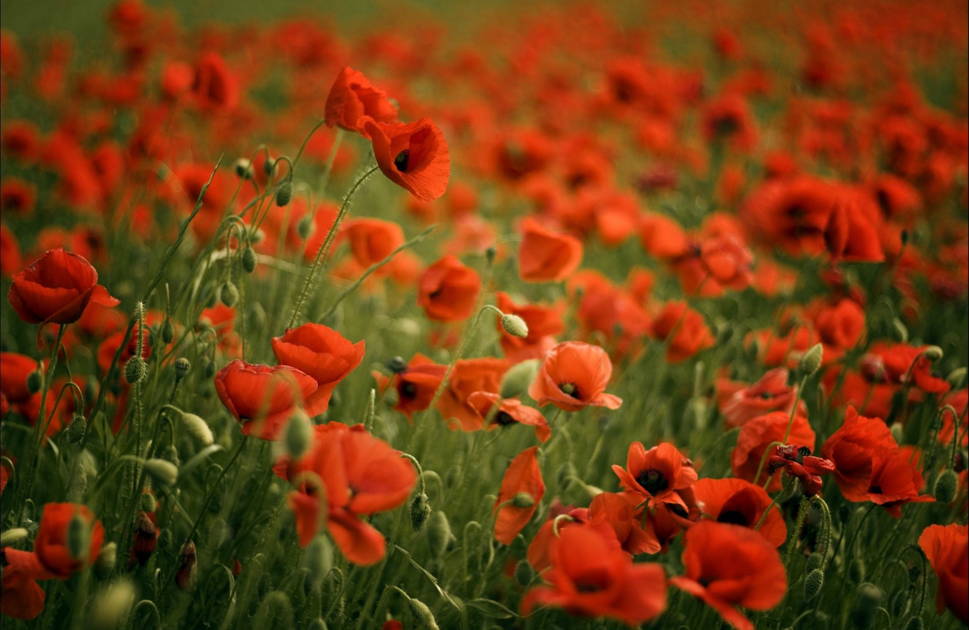 champ de fleurs fleur poppy champ flore nature jardin feuille été herbe croissance floral à l extérieur rural foin couleur bluming saison agriculture beau temps