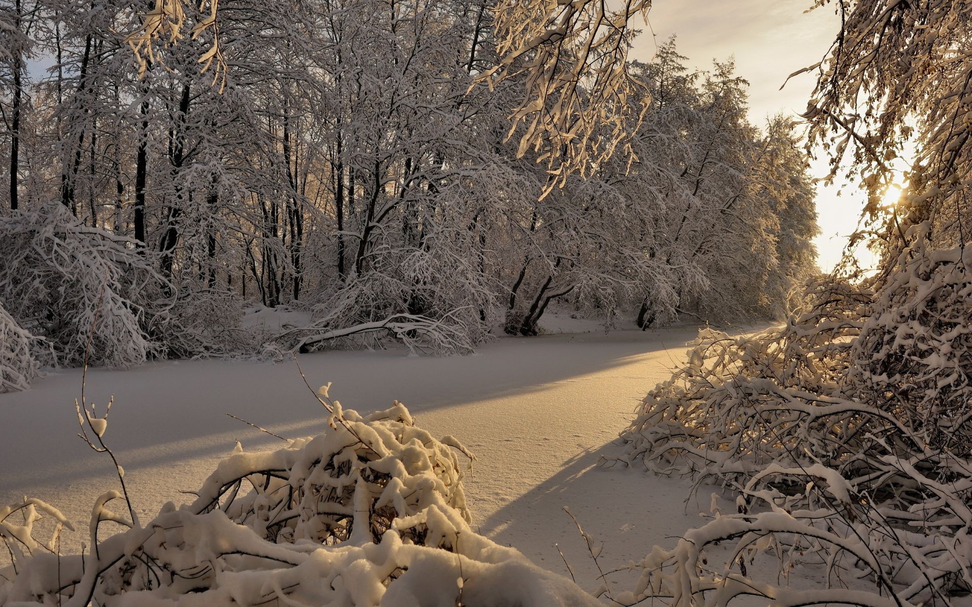 winter snow tree landscape nature cold frost outdoors season frozen wood park road weather ice environment fair weather fall