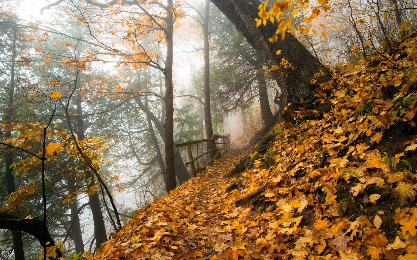 parcs automne feuille arbre bois saison paysage érable nature parc branche environnement brouillard scénique à l extérieur brouillard changement beau temps or hêtre