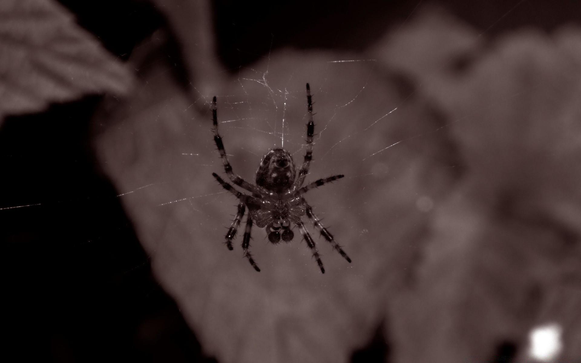 insectes araignée arachnide insecte toile d araignée peur effrayant spooky la nature invertébrés à l extérieur piège phobie toile d araignée la faune flou spooky danger furtif web