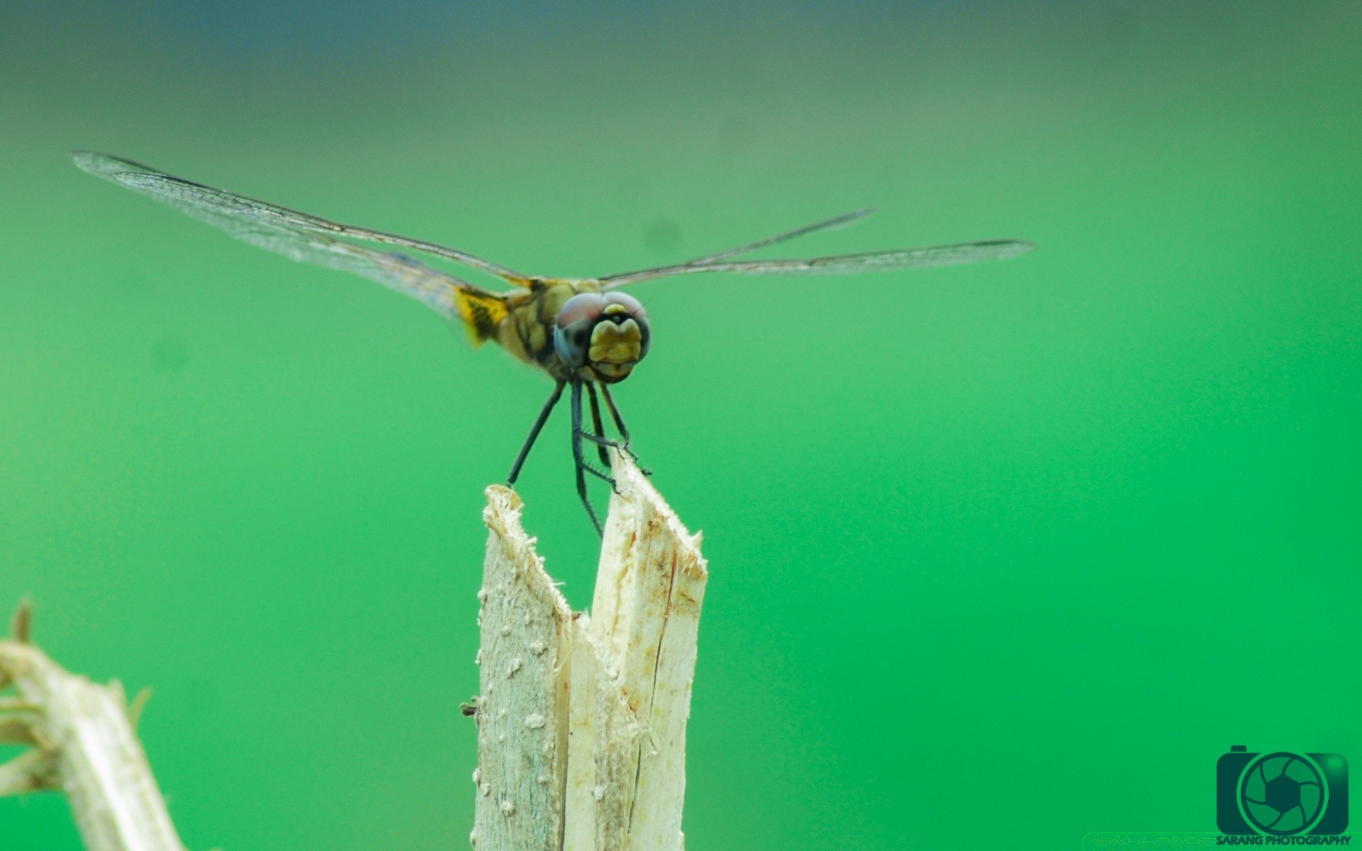 insetti insetto libellula fauna selvatica natura invertebrati all aperto volare animale ala