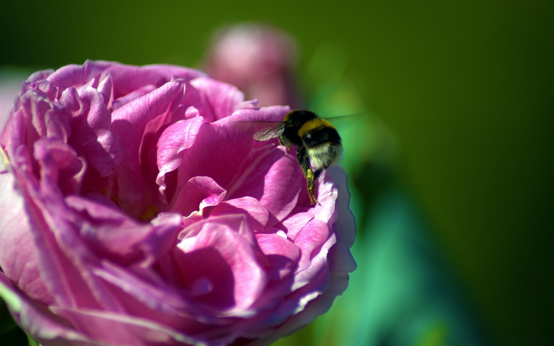 insekten blume natur flora schön sommer farbe garten blatt rose schließen hell