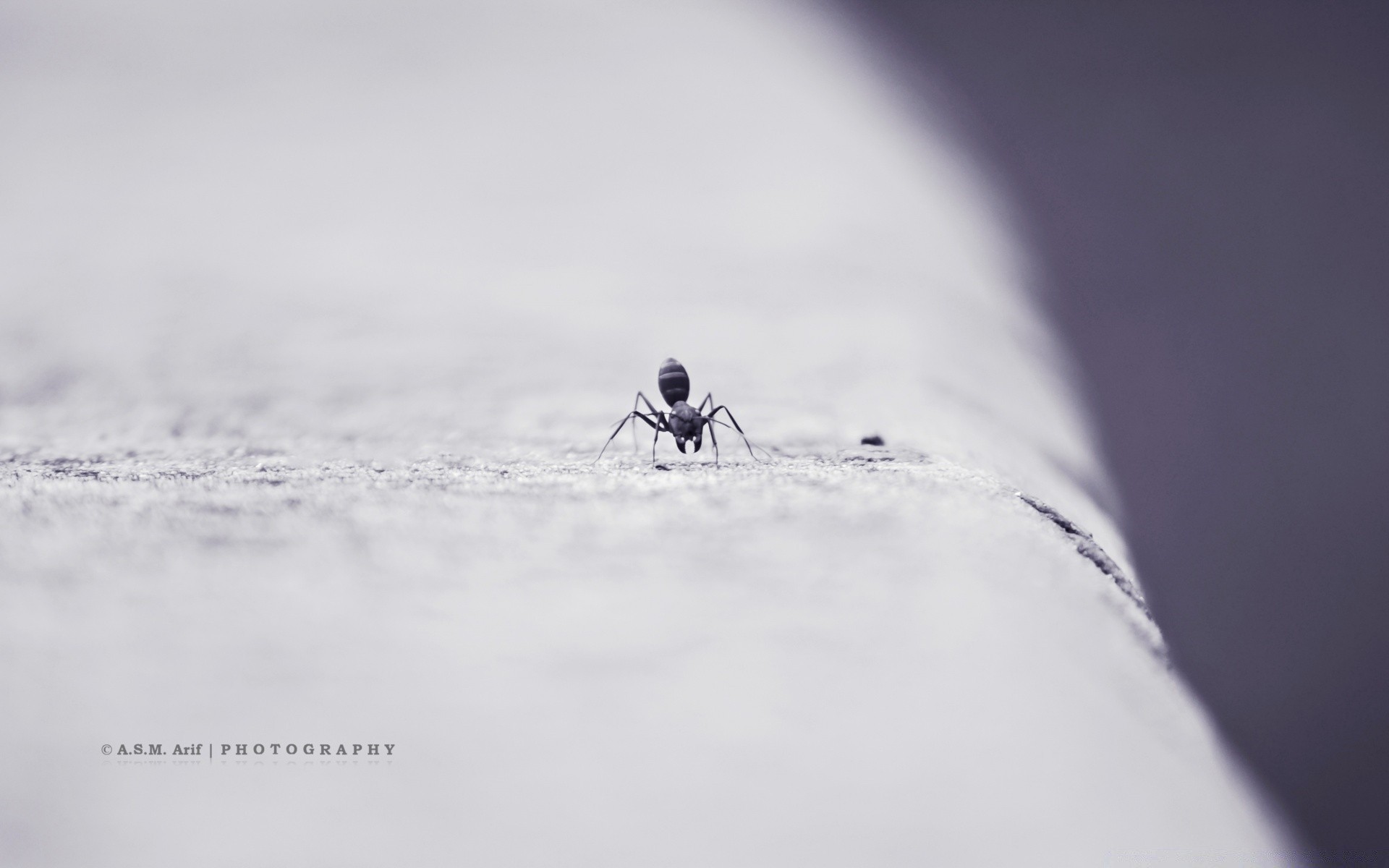 insects snow winter nature ice cold blur outdoors action landscape daylight