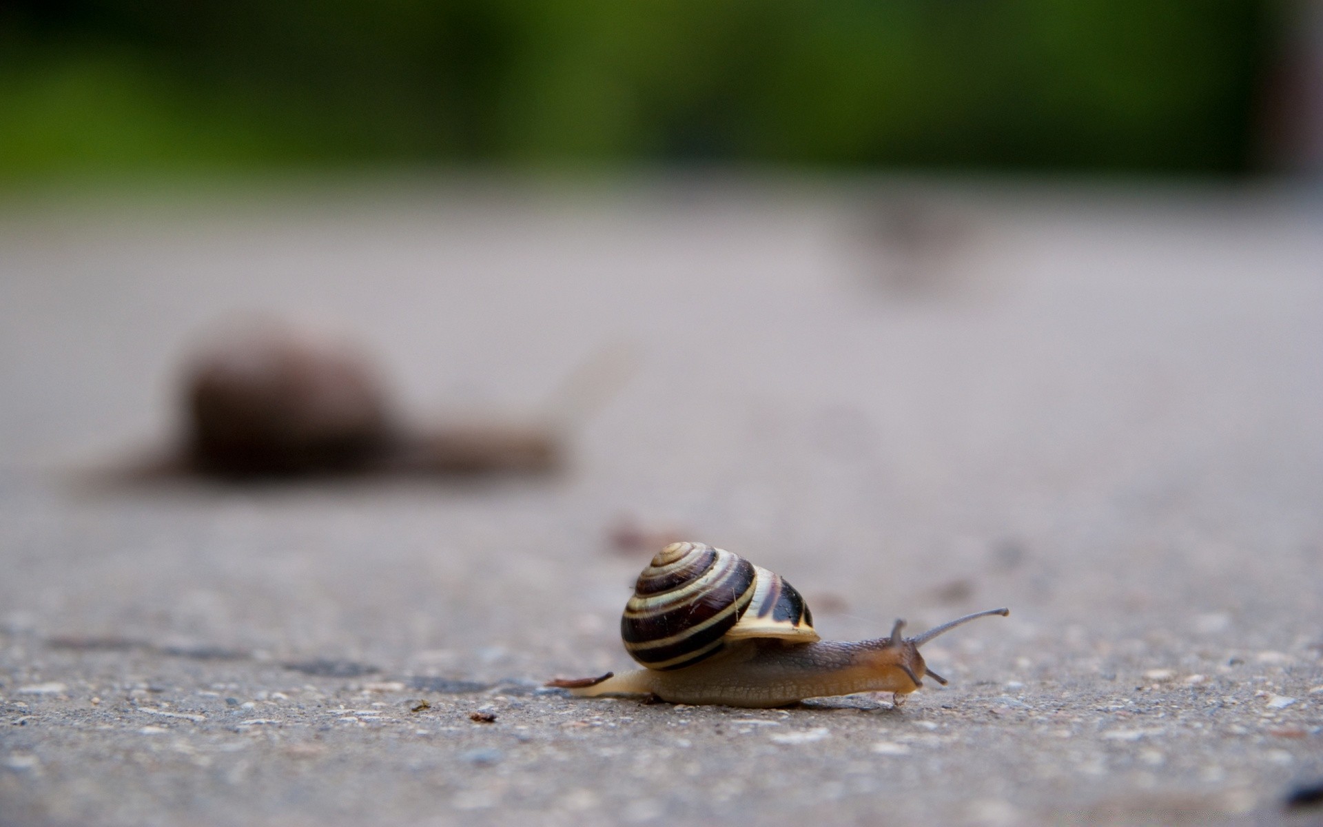 insetos caracol moluscos gastrópodes natureza lento concha pequeno borrão invertebrados ao ar livre jardim lesma vida selvagem praia sozinho molhado sozinho inseto mucosa