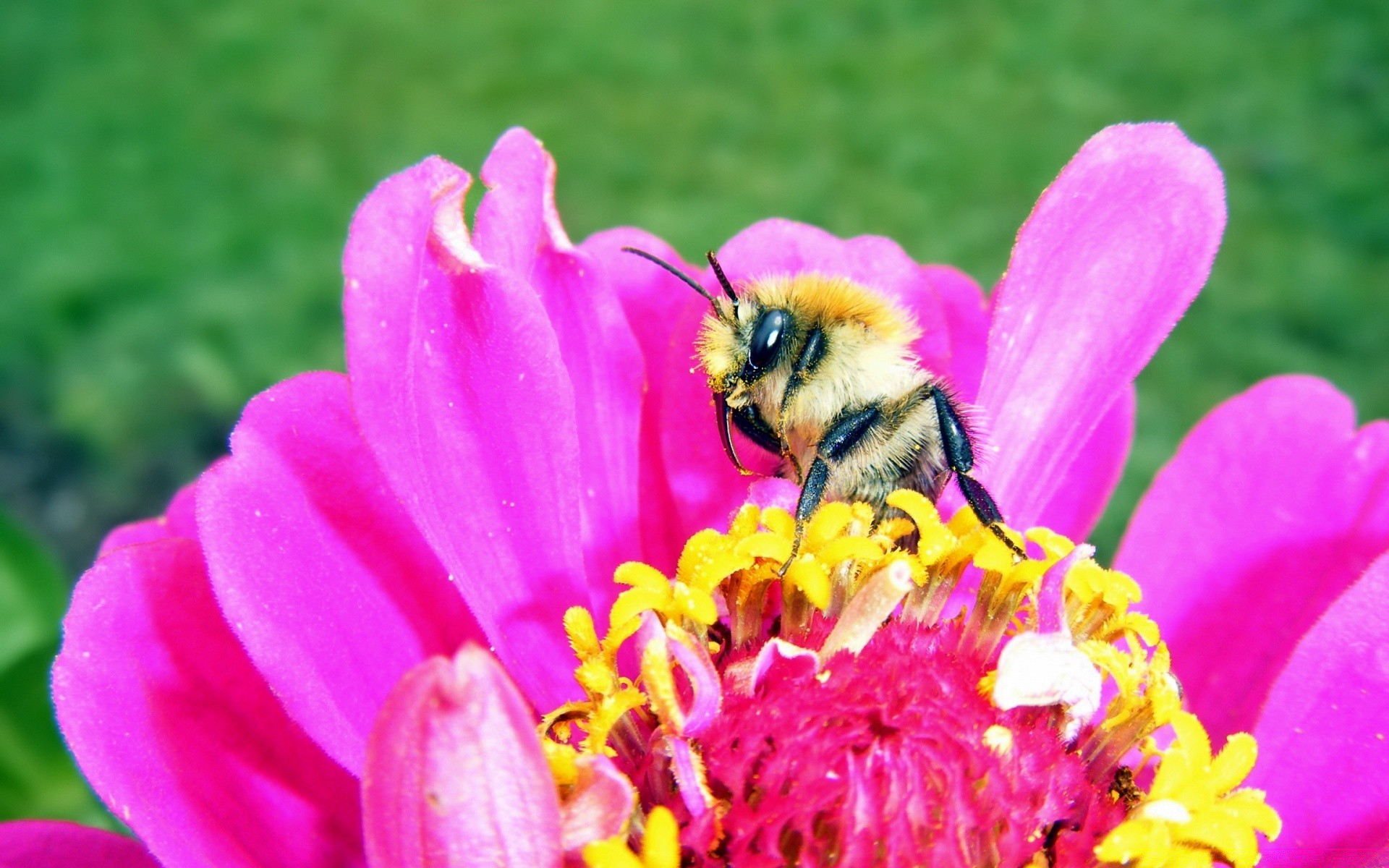 insects nature flower bee pollen summer garden insect flora petal floral honey color close-up outdoors bright pollination blooming leaf beautiful