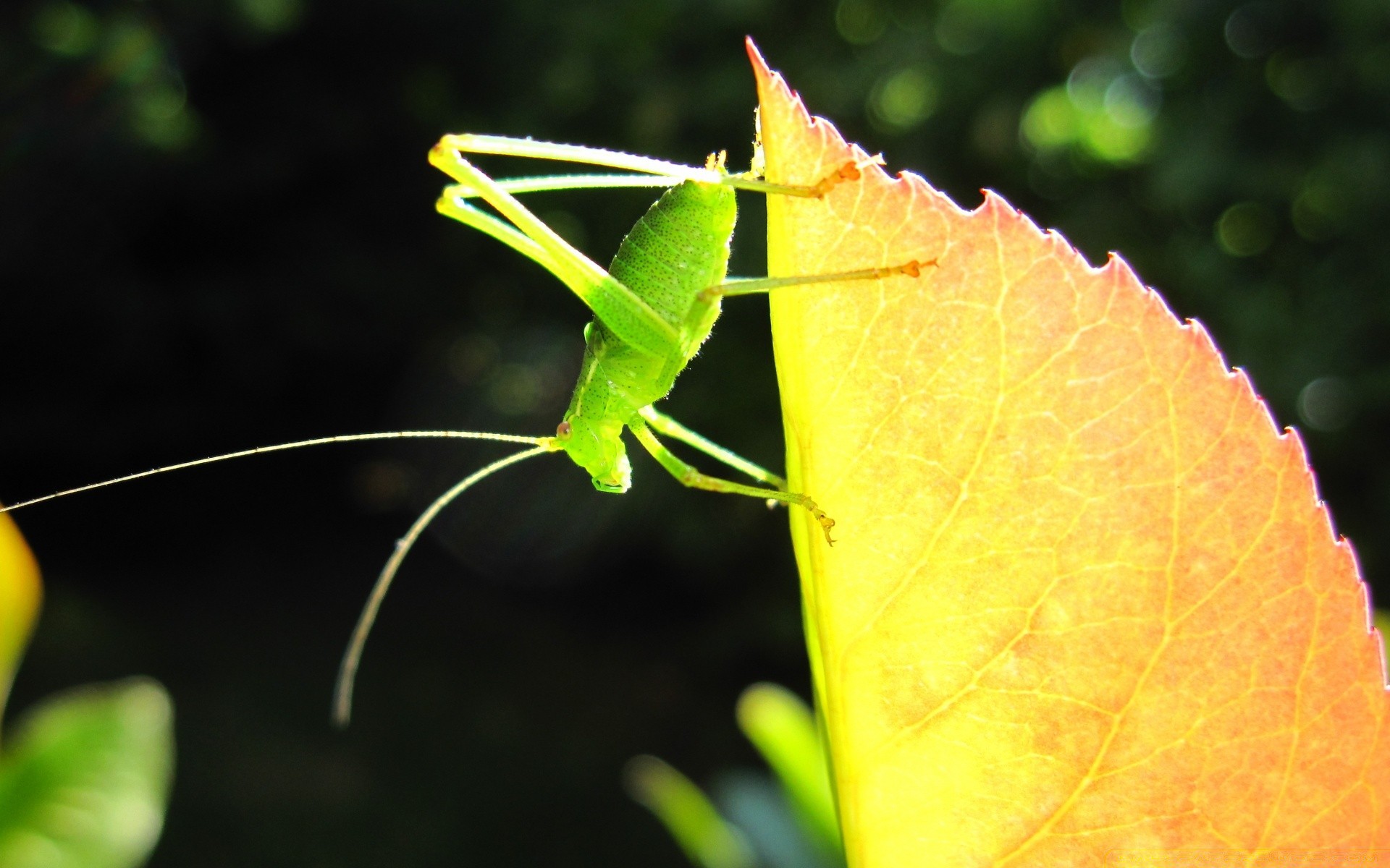 insects leaf nature insect flora invertebrate outdoors garden summer close-up color little antenna biology wildlife butterfly bright grasshopper close environment