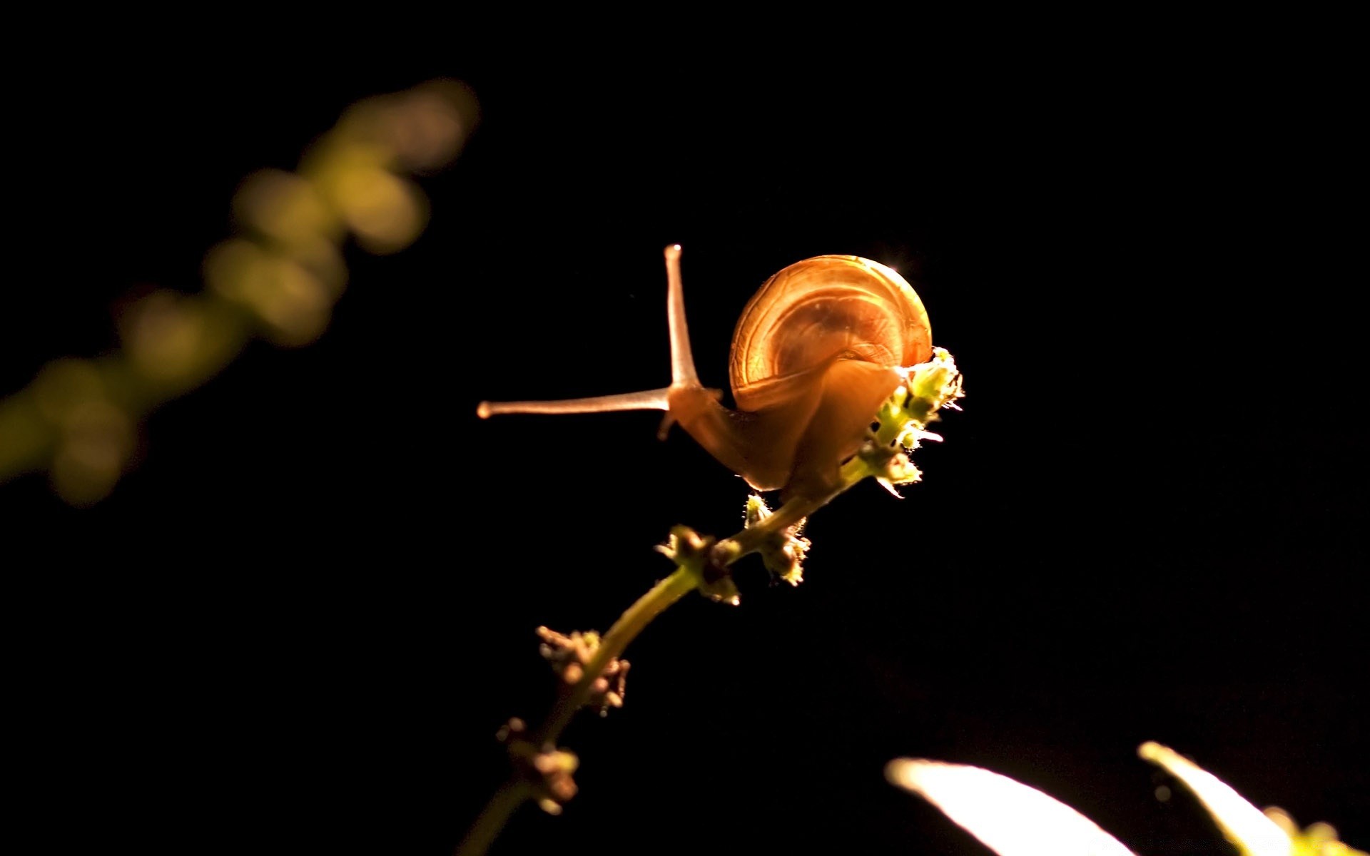 insetos invertebrados sozinho inseto natureza borrão flor