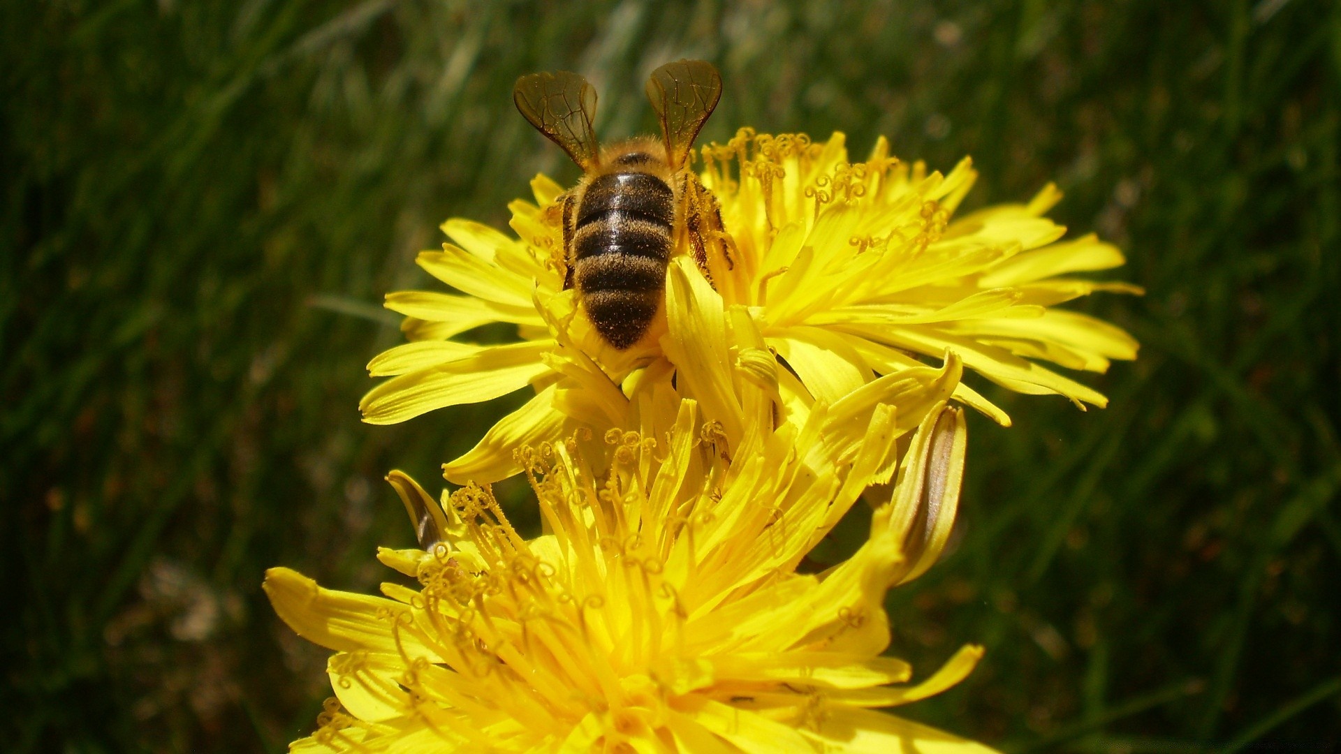 insectos abeja naturaleza insecto flor miel polen verano al aire libre néctar salvaje flora abejas jardín polinización hierba heno primer plano campo diente de león