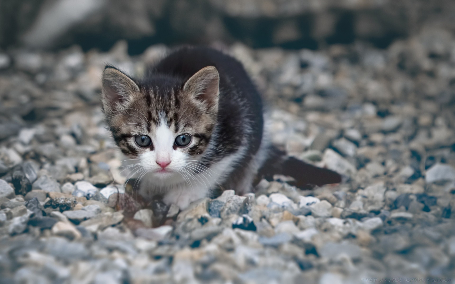 katzen natur niedlich im freien auge wenig tier