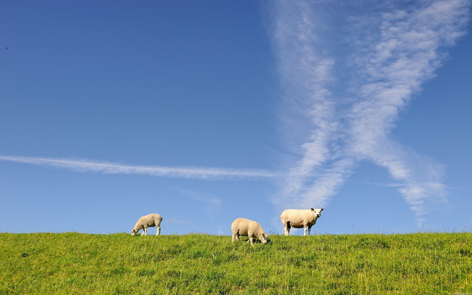 animais ovelhas grama pasto agricultura zona rural ao ar livre fazenda rural campo terras agrícolas céu natureza pastagem feno paisagem pastoral mamífero verão