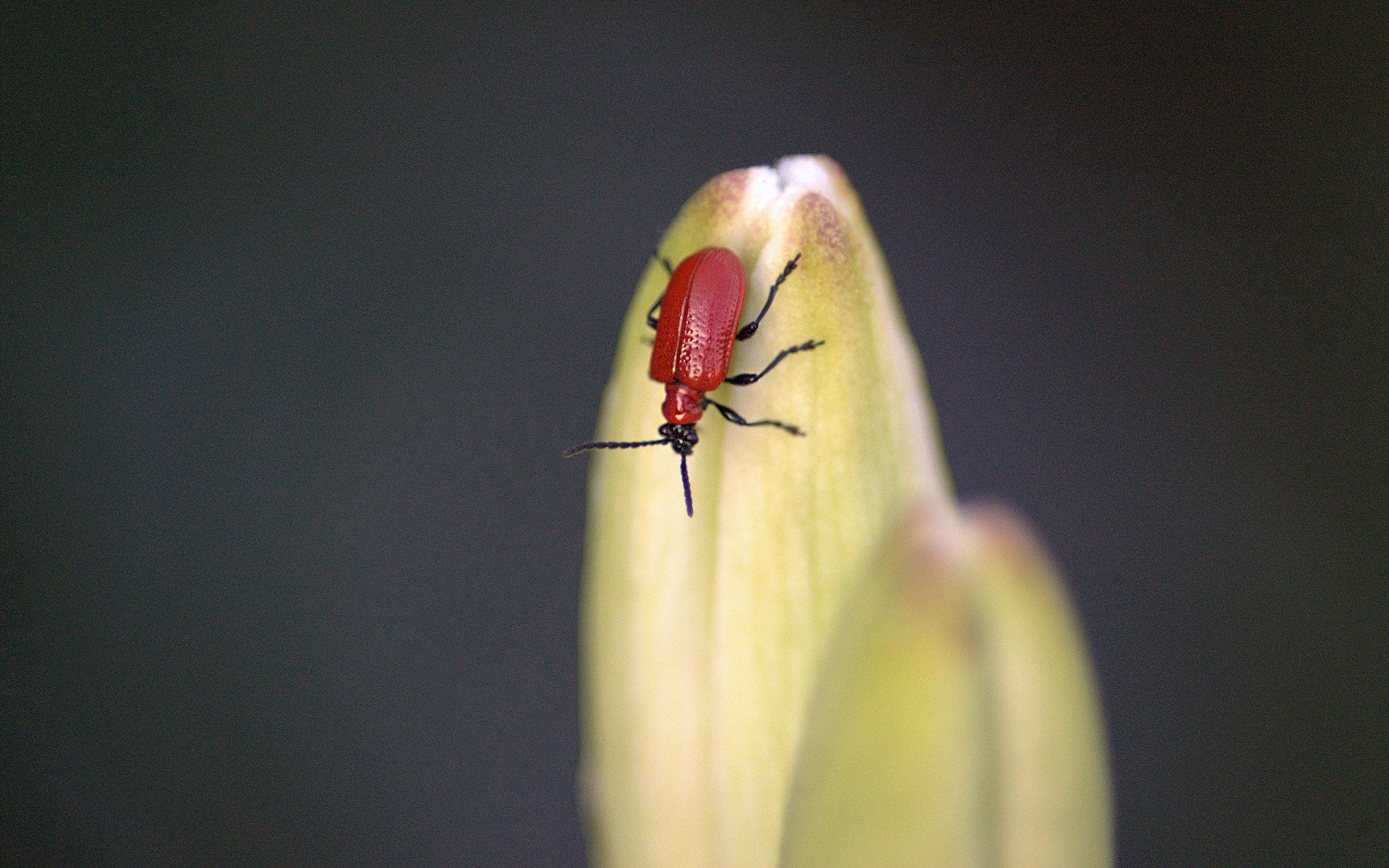 insetti insetto scarabeo coccinella invertebrati fauna selvatica