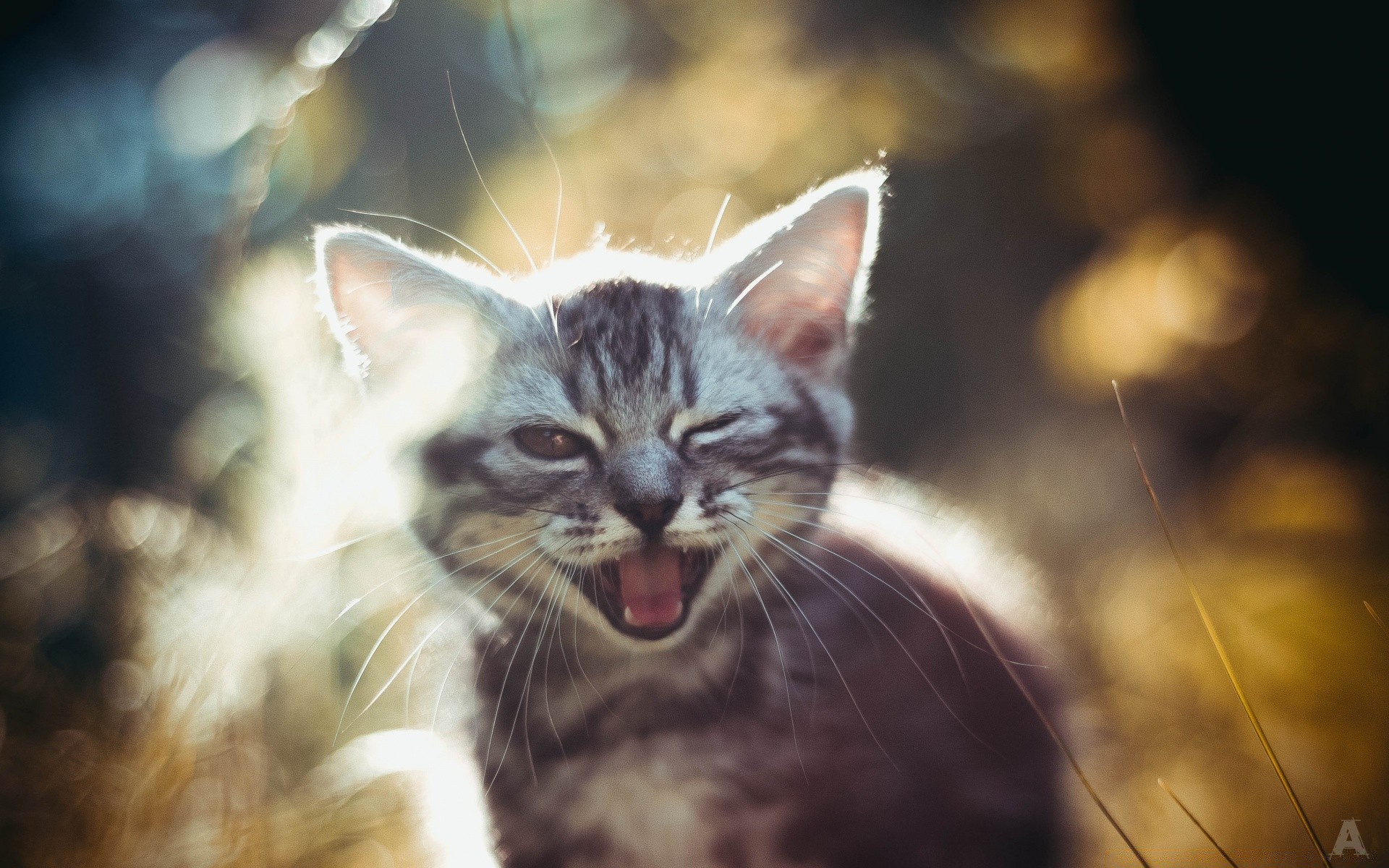 katze katze tier haustier porträt niedlich natur kätzchen säugetier auge fell