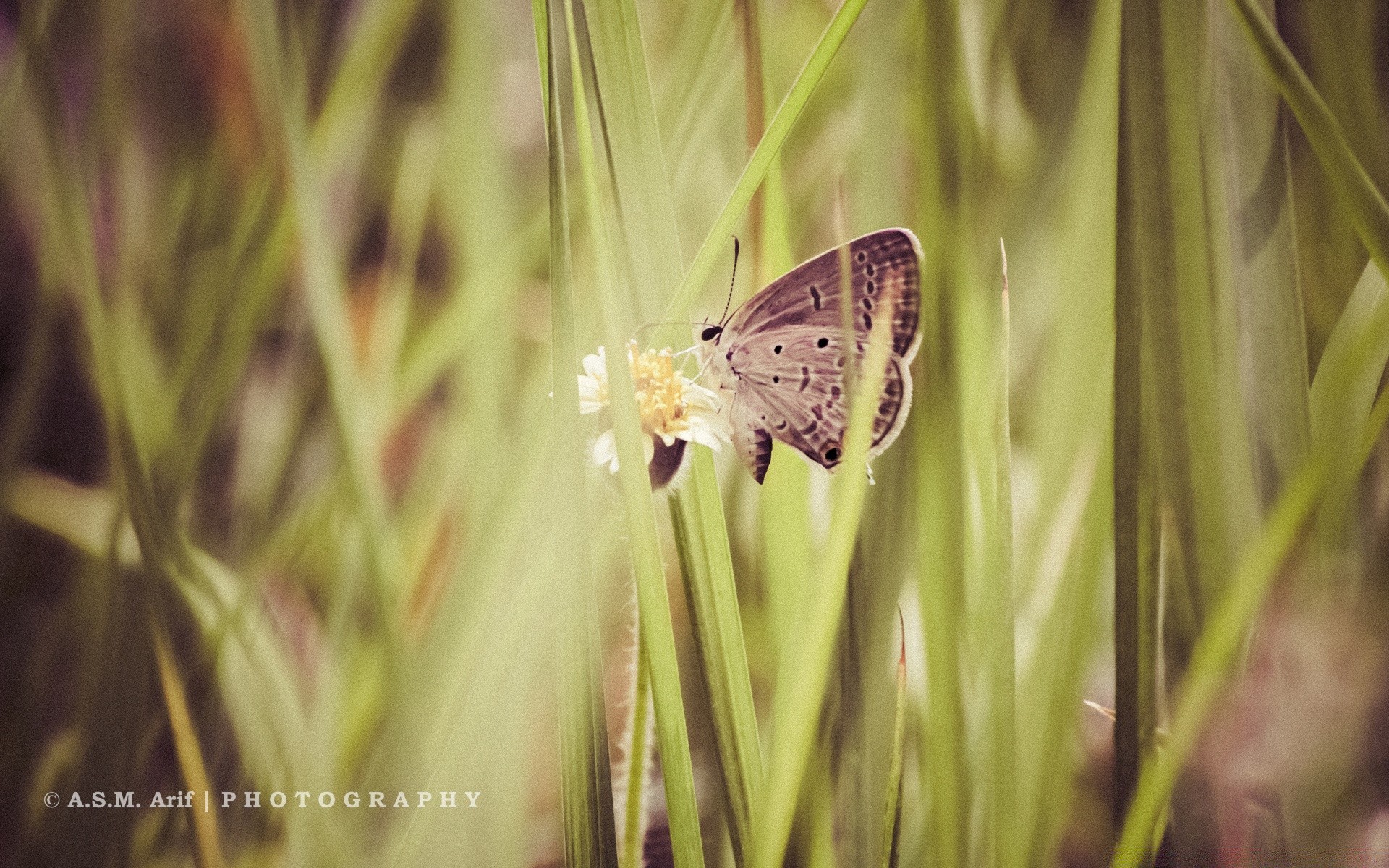 insects nature insect butterfly summer outdoors wildlife grass animal flora flower leaf fair weather environment bright season garden