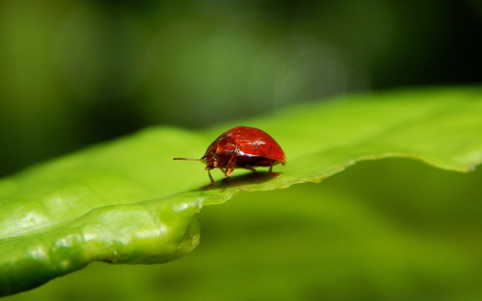 insects insect ladybug beetle leaf biology nature rain flora dew garden