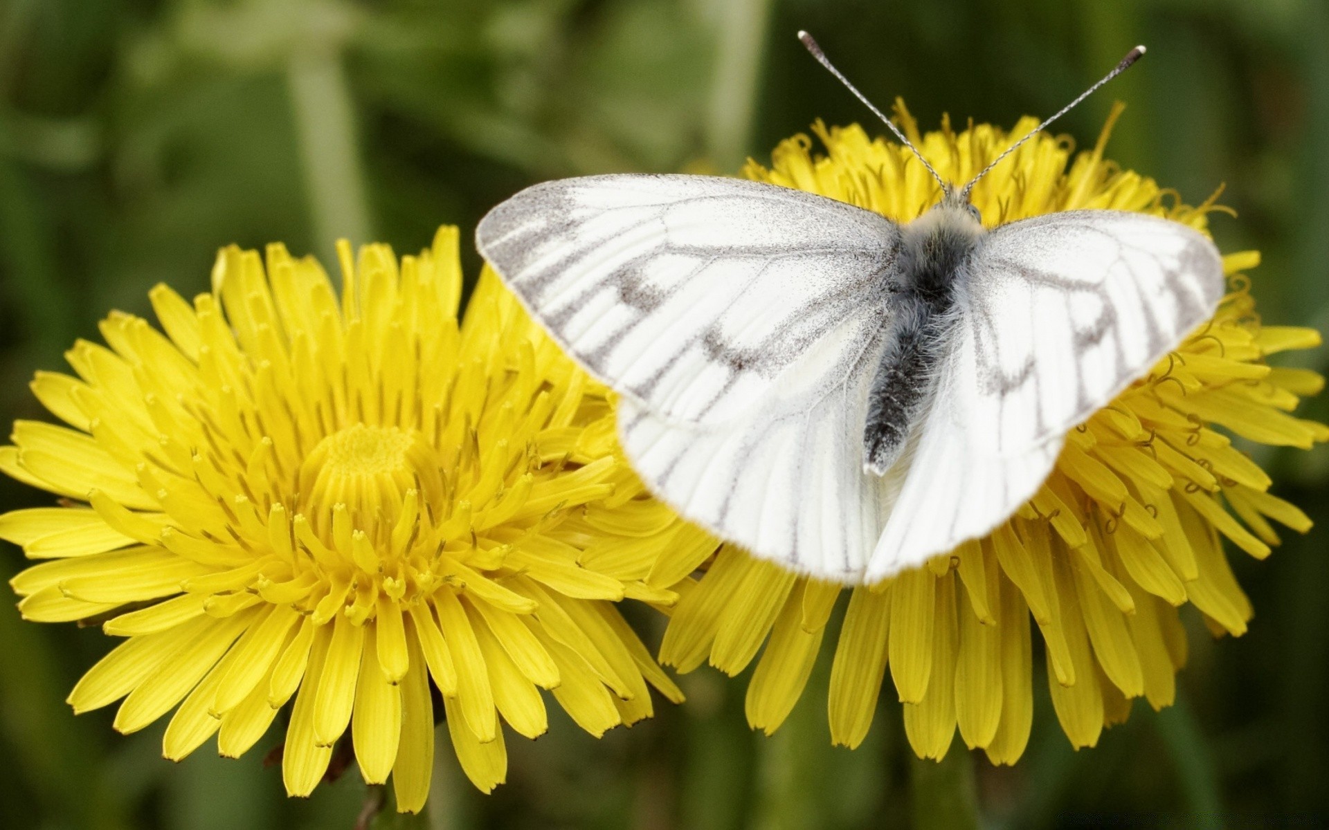 insects nature butterfly insect flower summer dandelion outdoors flora garden color bright close-up wing beautiful hayfield grass environment