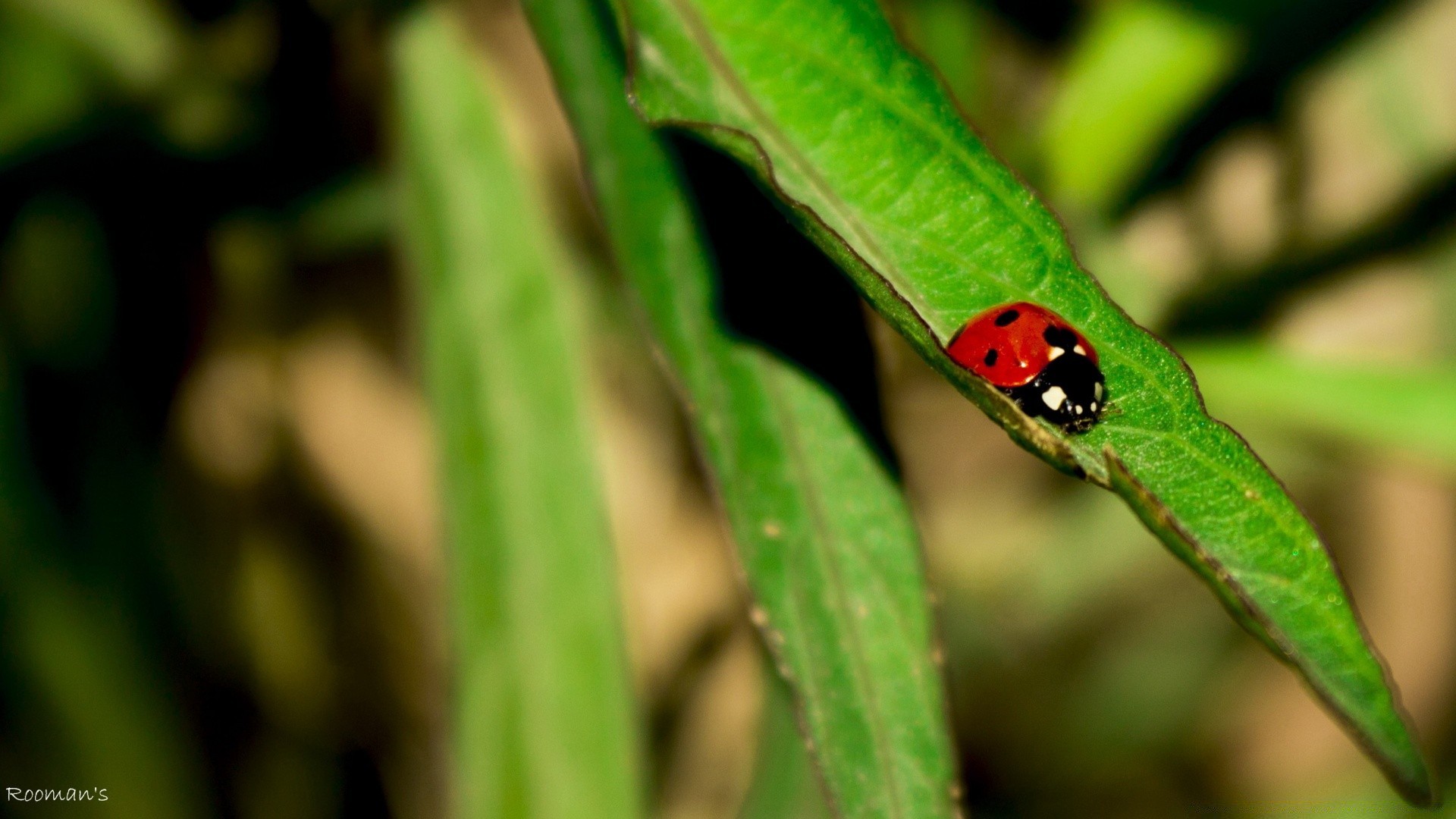 insects insect ladybug leaf nature beetle flora biology rain garden environment tiny wildlife outdoors grass summer little animal growth close-up