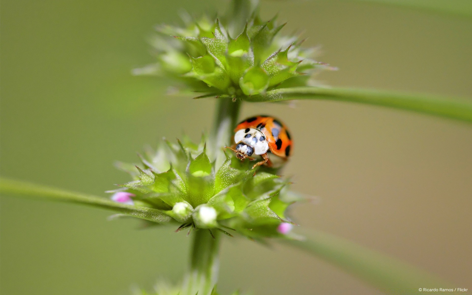 owady owad biedronka biologia natura chrząszcz trawa mało lato liść na zewnątrz flora tiny wildlife fly wzrost środowisko ogród zoologia jasny