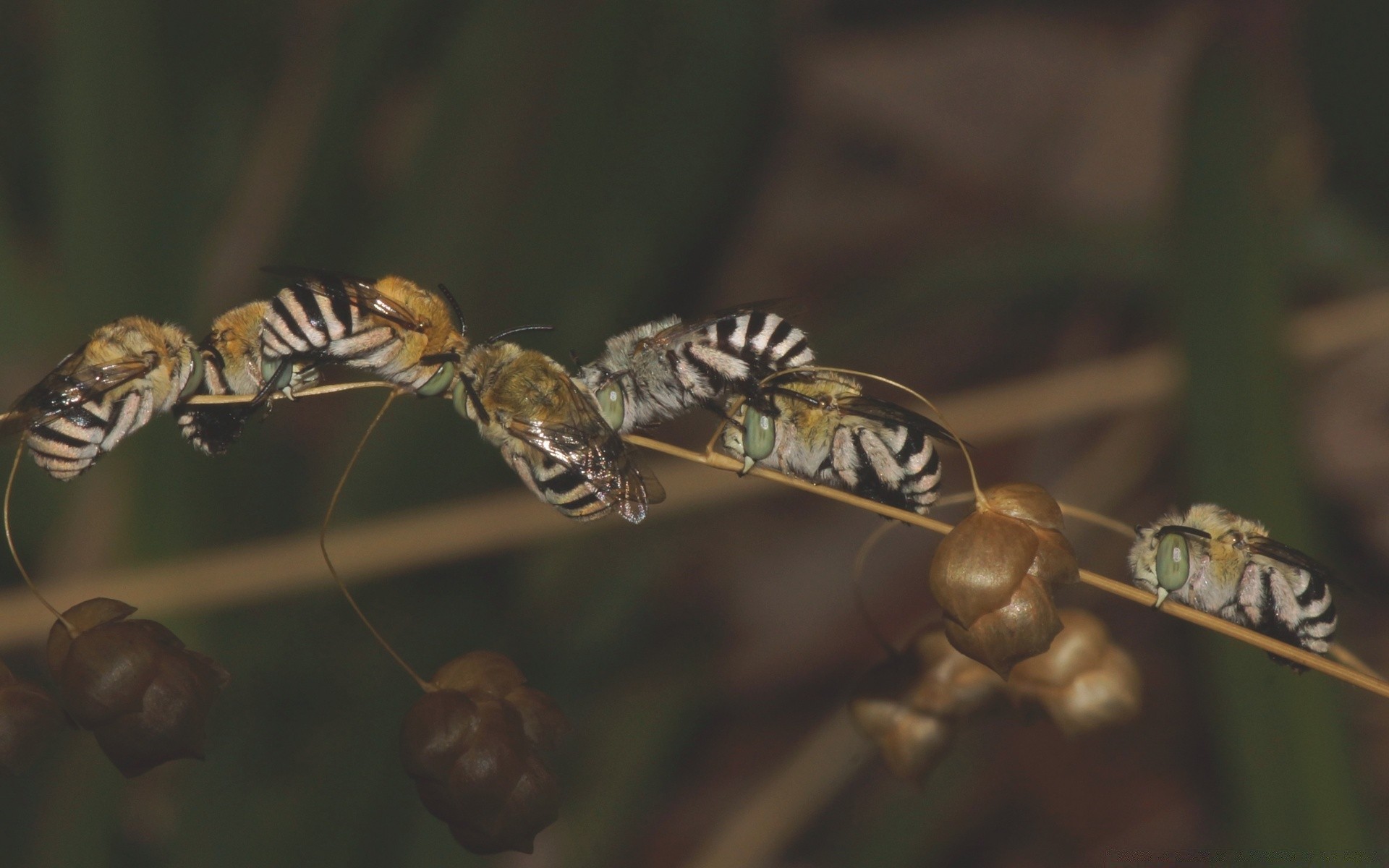 insekten insekt tierwelt wirbellose natur tier schmetterling fliegen im freien flügel libelle