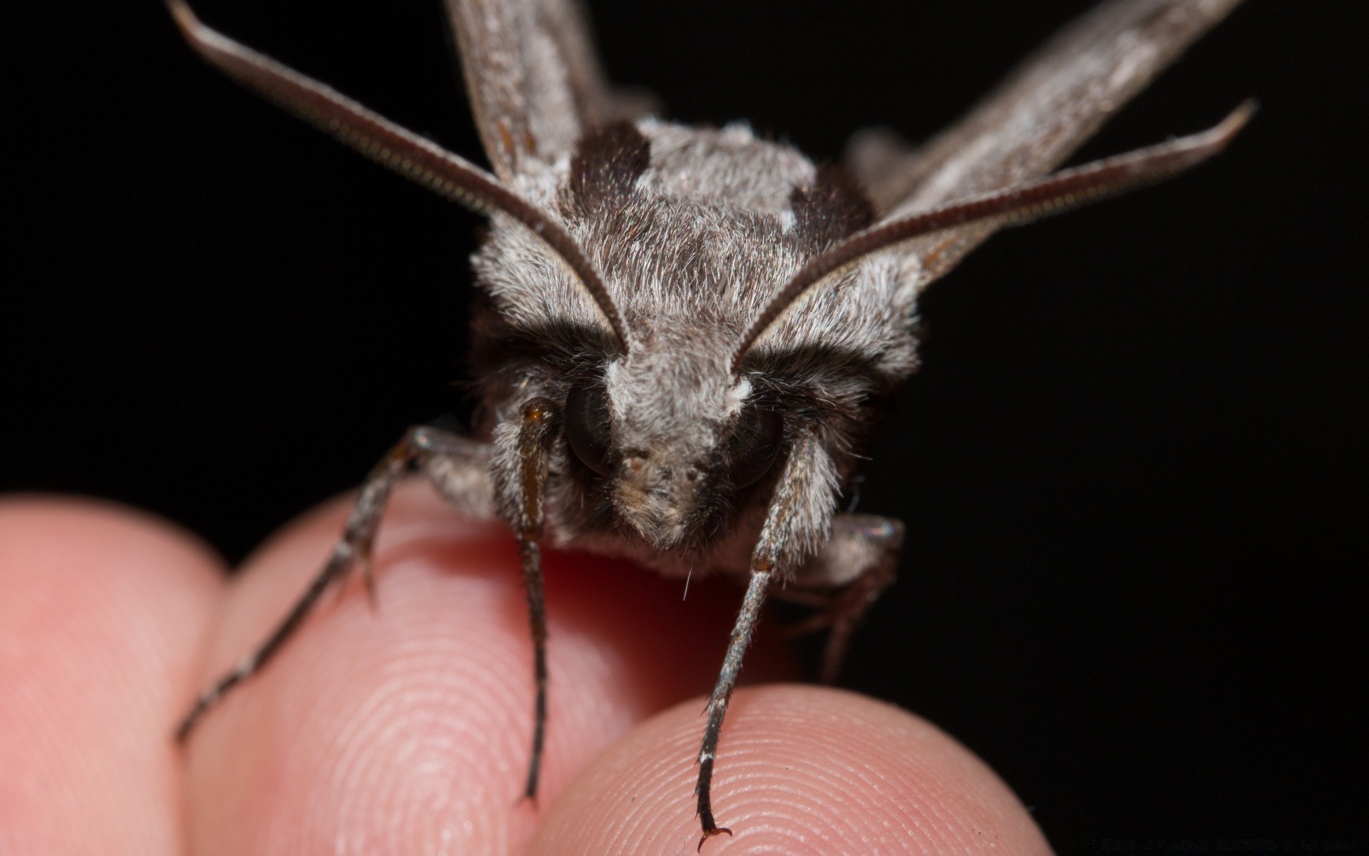 owady owad bezkręgowców natura przyrody jeden mało zbliżenie zwierząt owłosione motyl antena