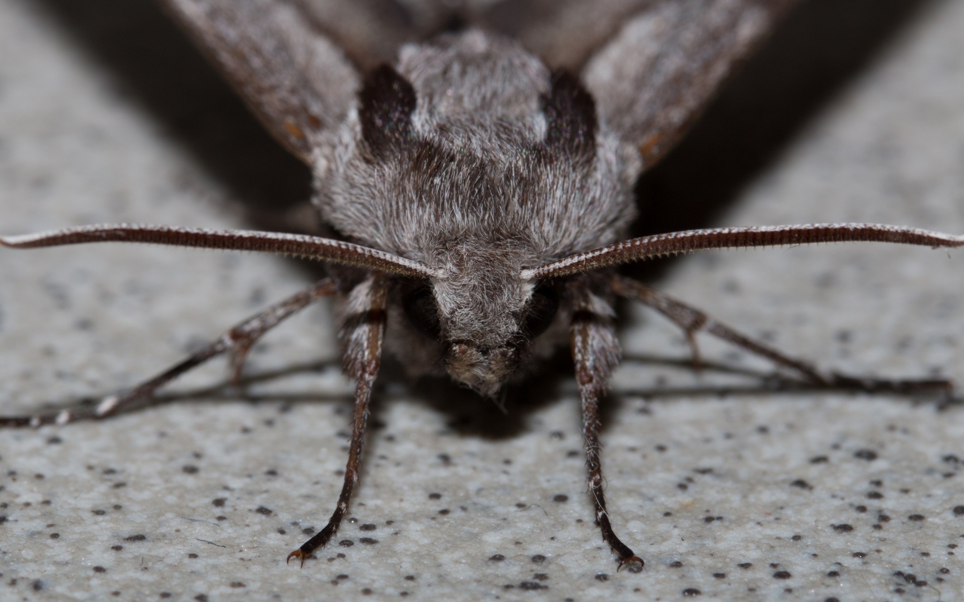 insects insect invertebrate nature little wildlife close-up animal