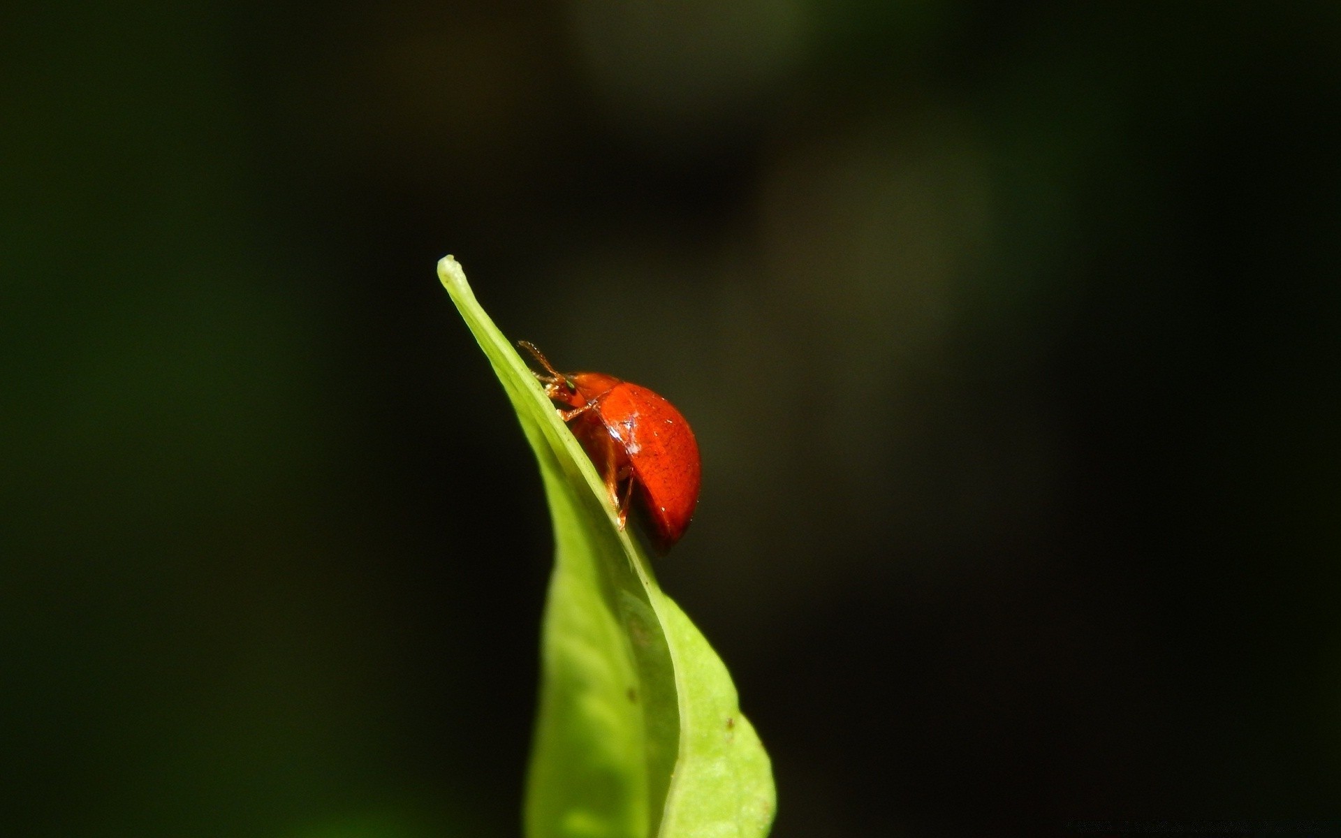 insetti foglia insetto natura coccinella flora pioggia fiore biologia giardino estate all aperto