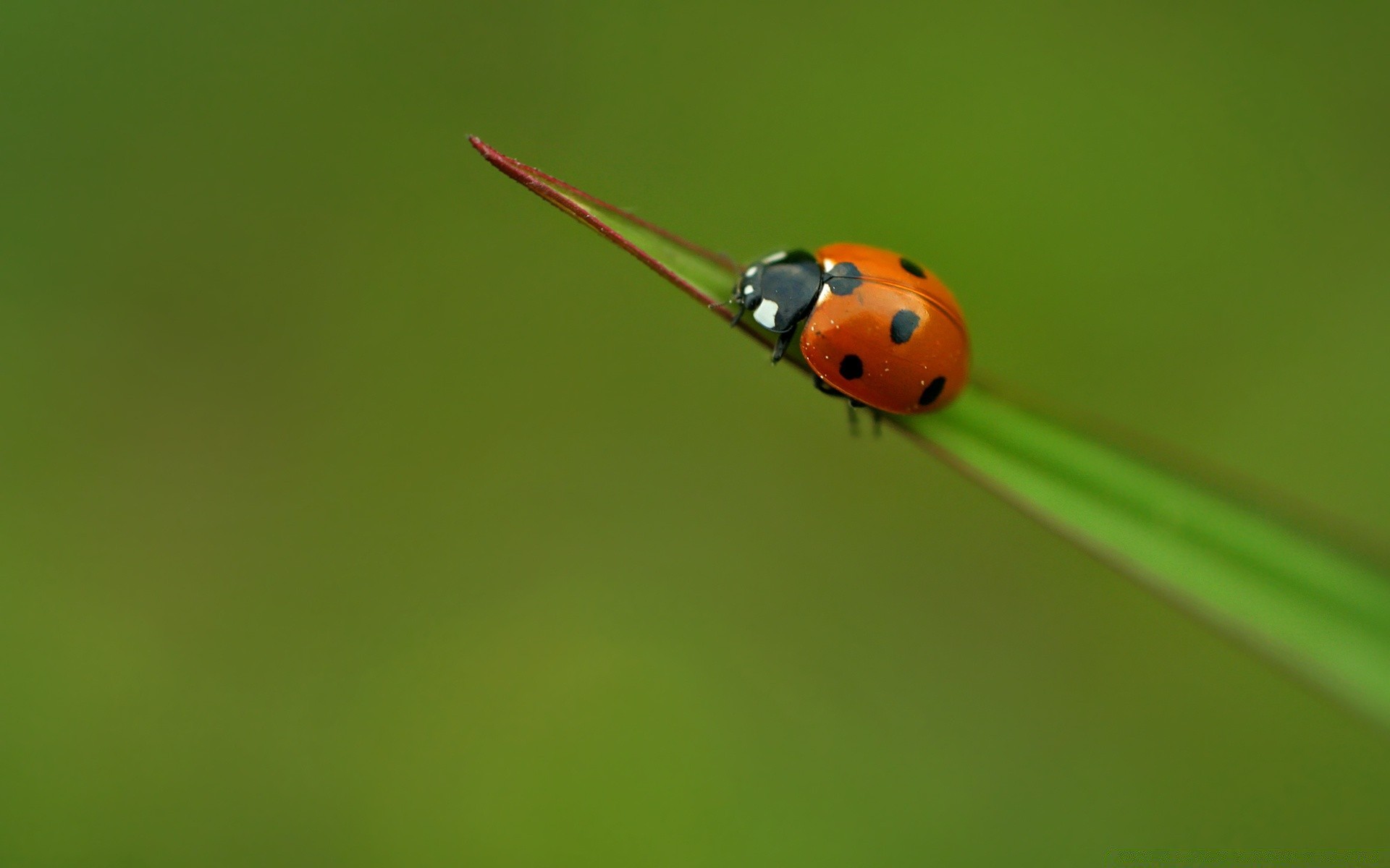 insects ladybug insect beetle tiny biology nature grass blade little zoology outdoors