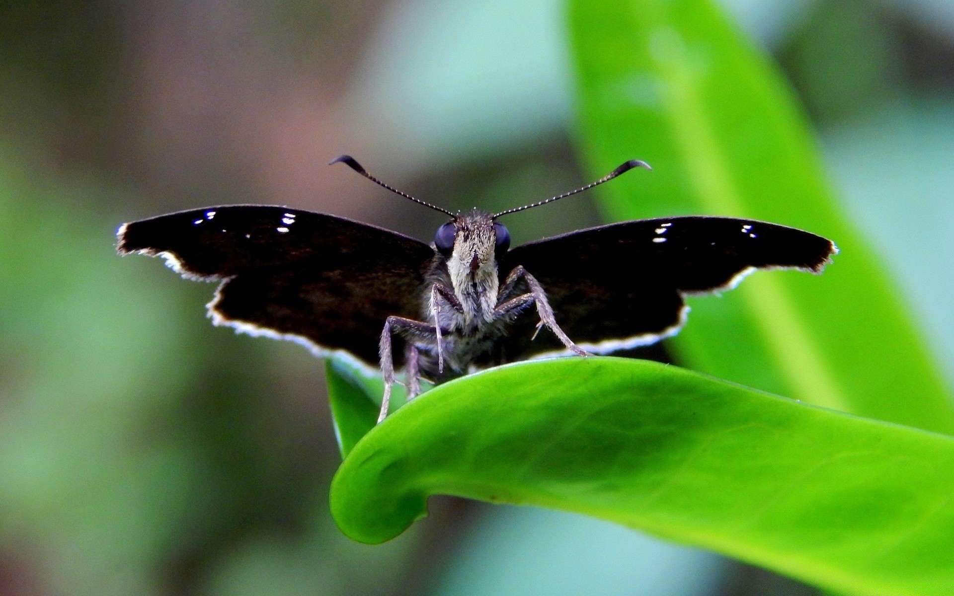 insects nature insect outdoors butterfly wildlife leaf invertebrate