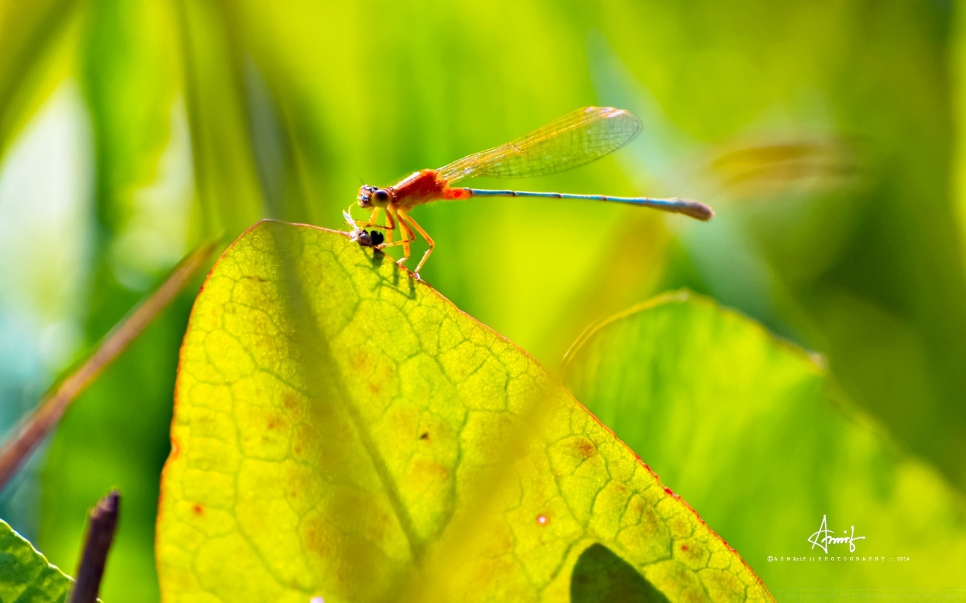 insectos hoja naturaleza insecto flora jardín verano pequeño primer plano mosca color brillante al aire libre hierba animal medio ambiente cerca lluvia parque otoño biología