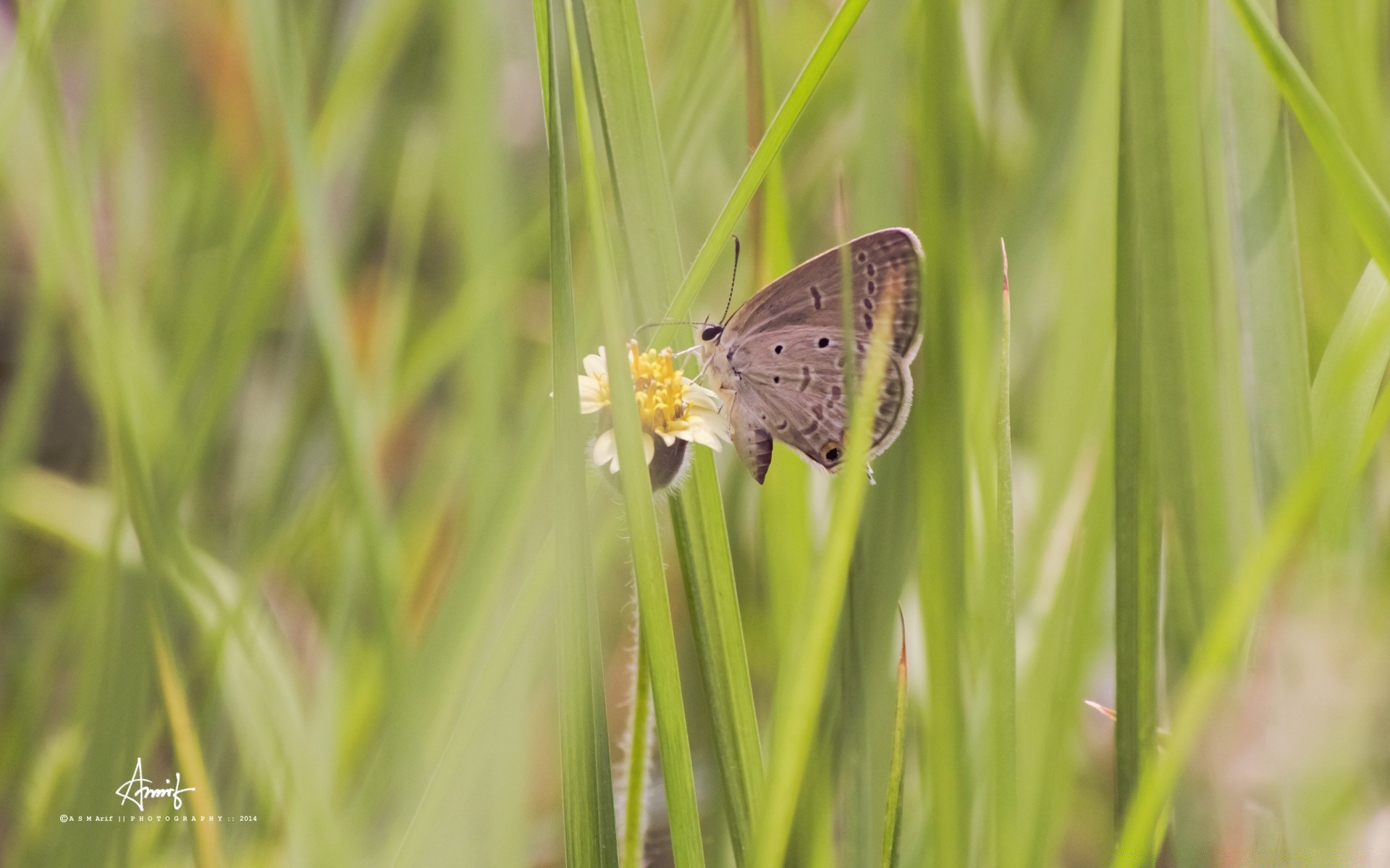 owady natura motyl owad lato trawa na zewnątrz przyroda flora środowisko mało zwierzę liść dobra pogoda ogród jasny sianokosy dziki zbliżenie