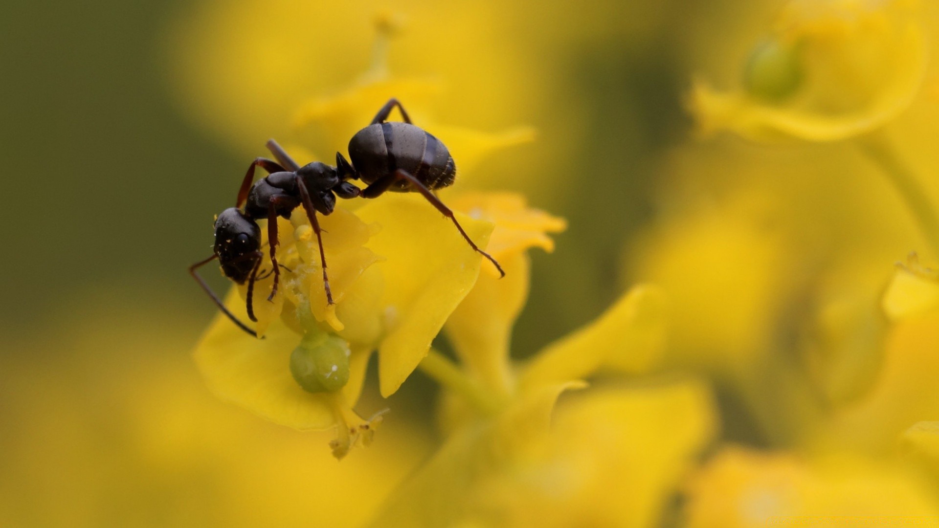 insetos natureza ao ar livre inseto folha borrão verão pequeno flora biologia