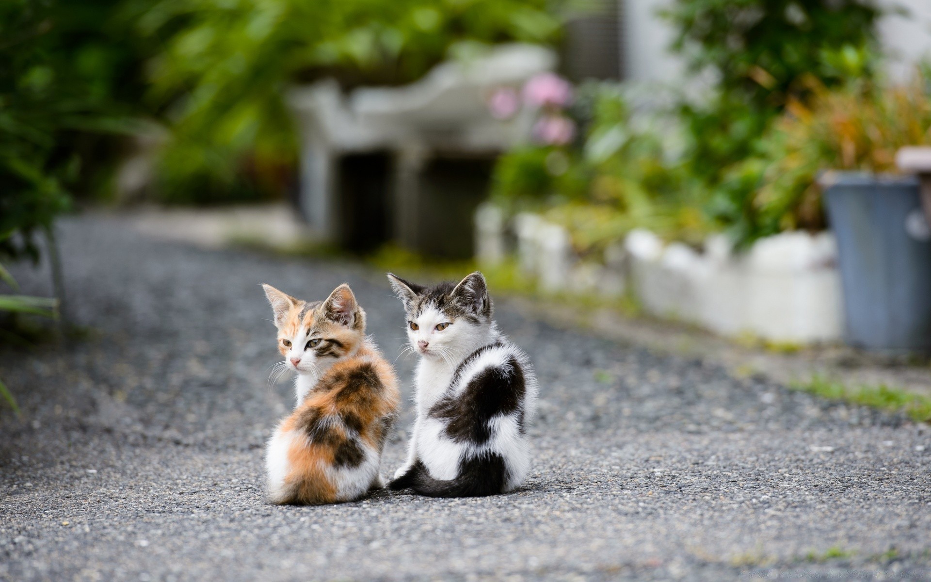 kediler kedi sevimli doğa açık havada küçük kürk hayvan çimen yaz göz genç portre