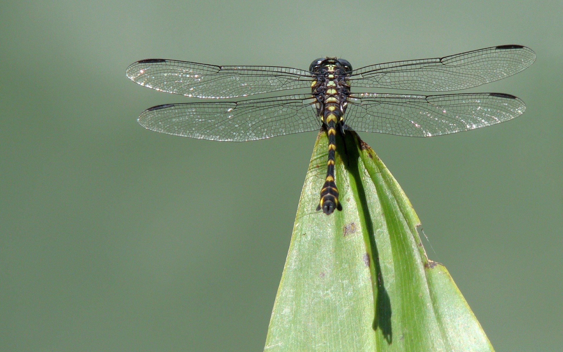 insetti libellula insetto damselfly natura fauna selvatica animale odonata volare foglia ala invertebrati all aperto drago giardino estate