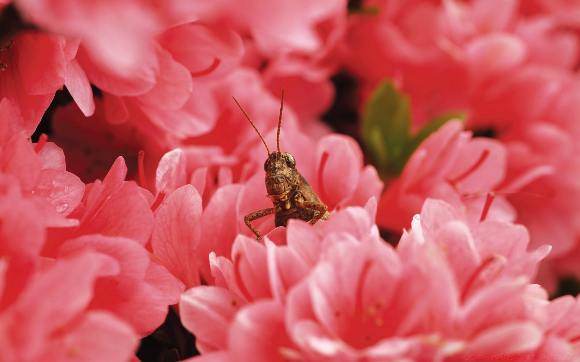 insetti natura fiore flora foglia giardino estate colore primo piano bella