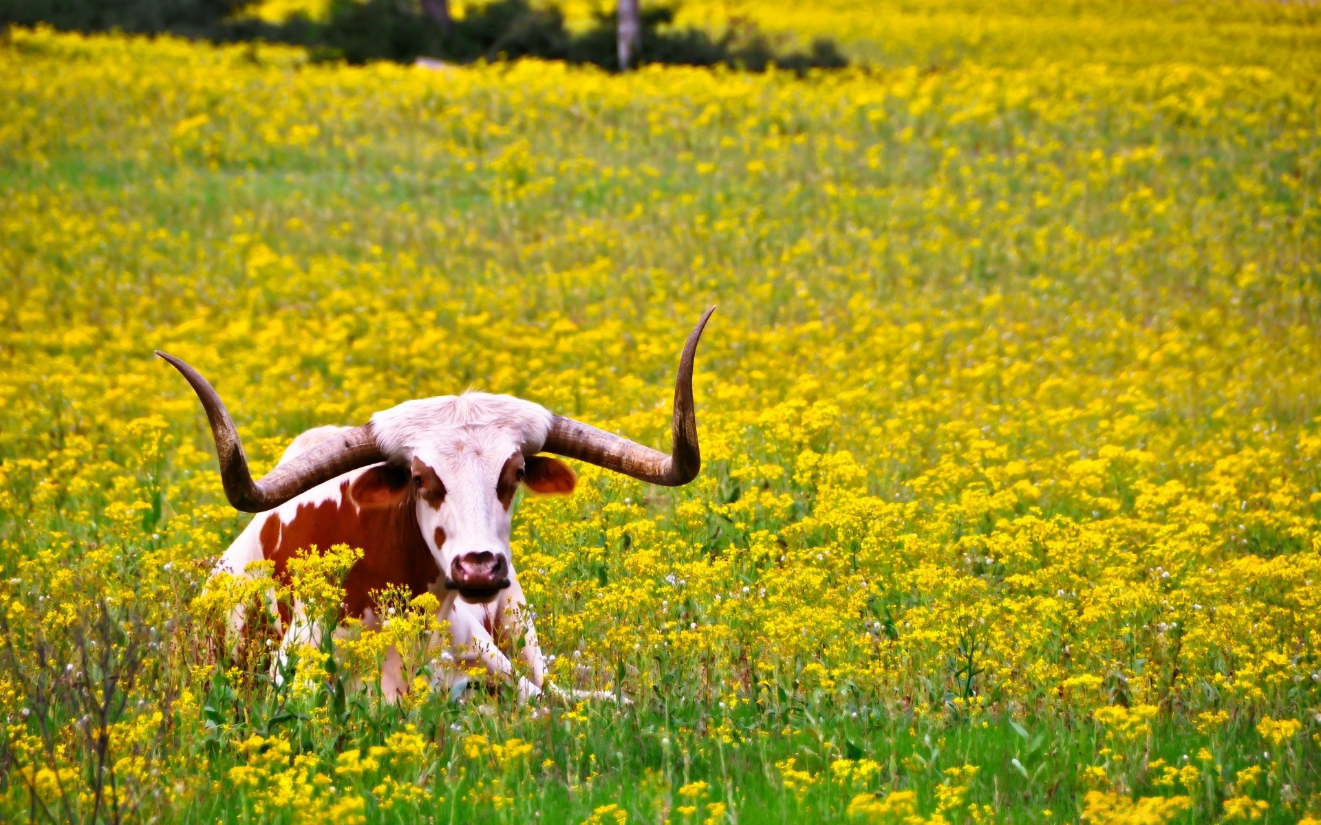 animals field hayfield agriculture flower farm grass rural nature landscape outdoors summer countryside farmland